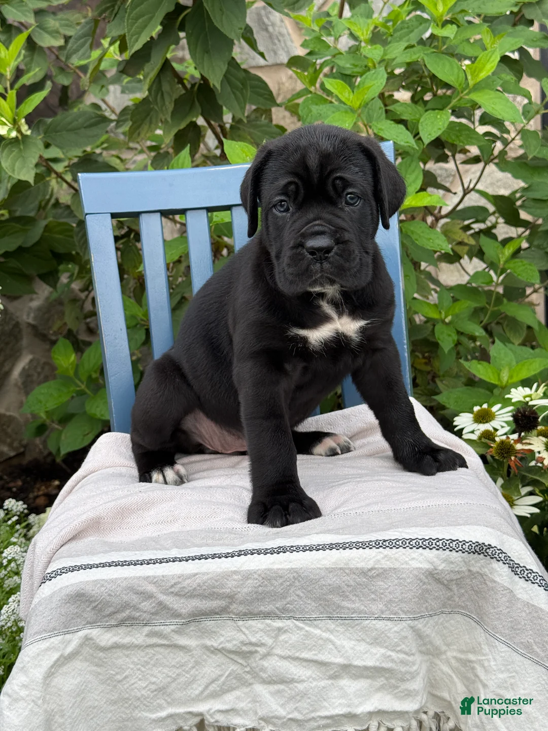Cane Corso dogs for sale: Dottie - Ad 1