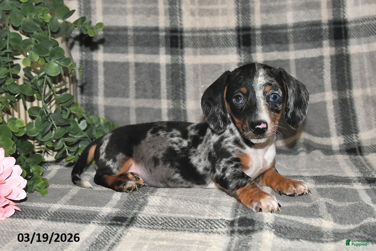 Miniature Dachshund dogs Chloe - Ad 1