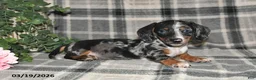 Miniature Dachshund dogs for sale: Chloe - Ad 1