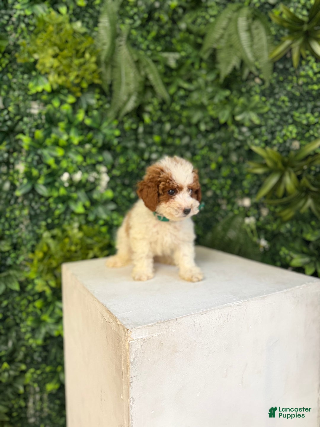 Toy Poodle dogs for sale: Spot - Ad 2