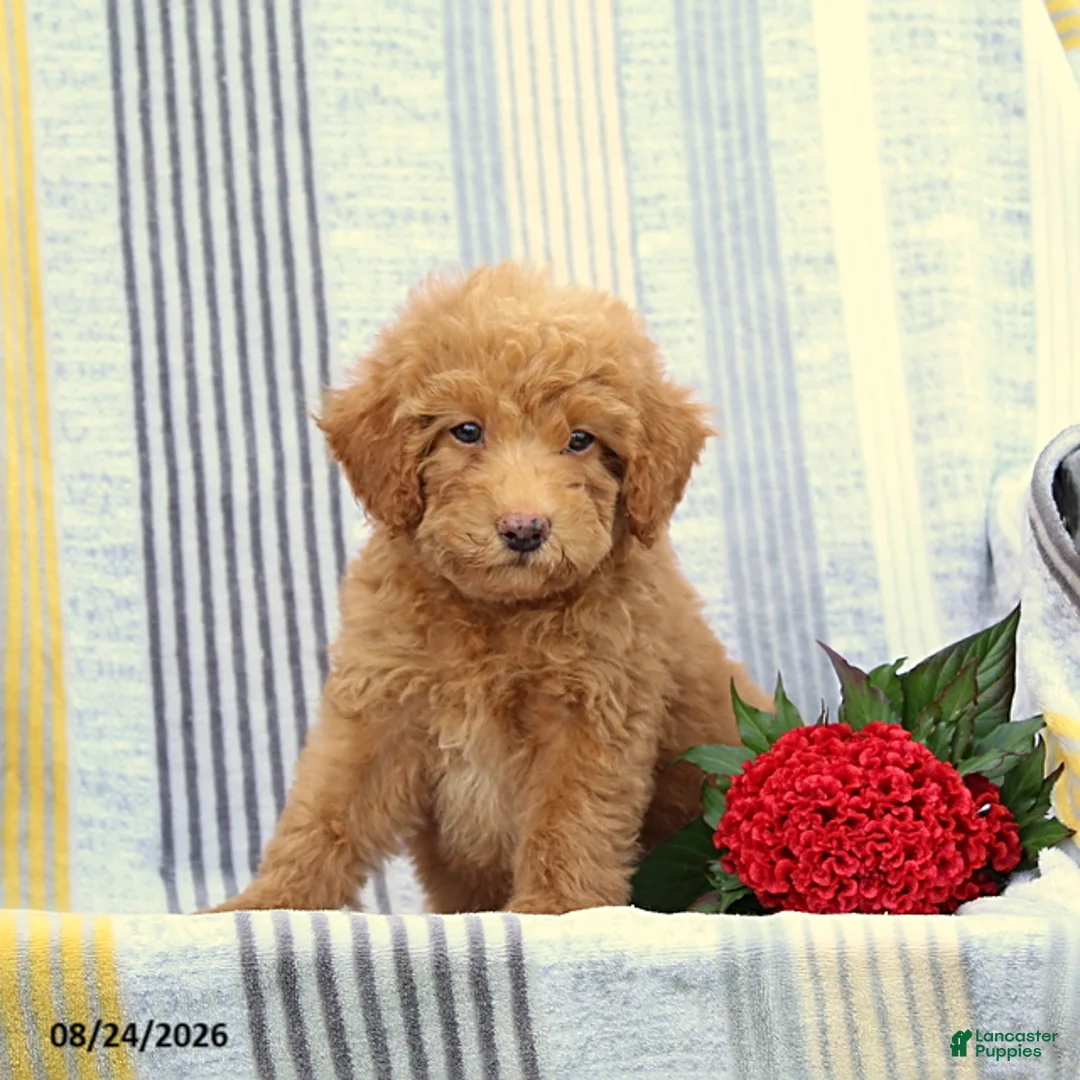 Miniature Poodle dogs for sale: Skip - Ad 2