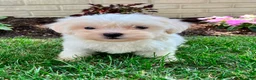 Teddy Bear dogs for sale: Cammi - Ad 7