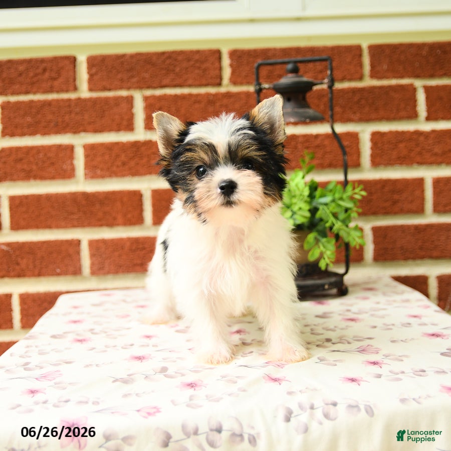 Yorkshire Terrier dogs Pip  - Ad 2