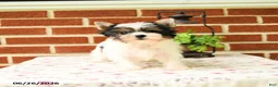 Yorkshire Terrier dogs for sale: Pip  - Ad 2