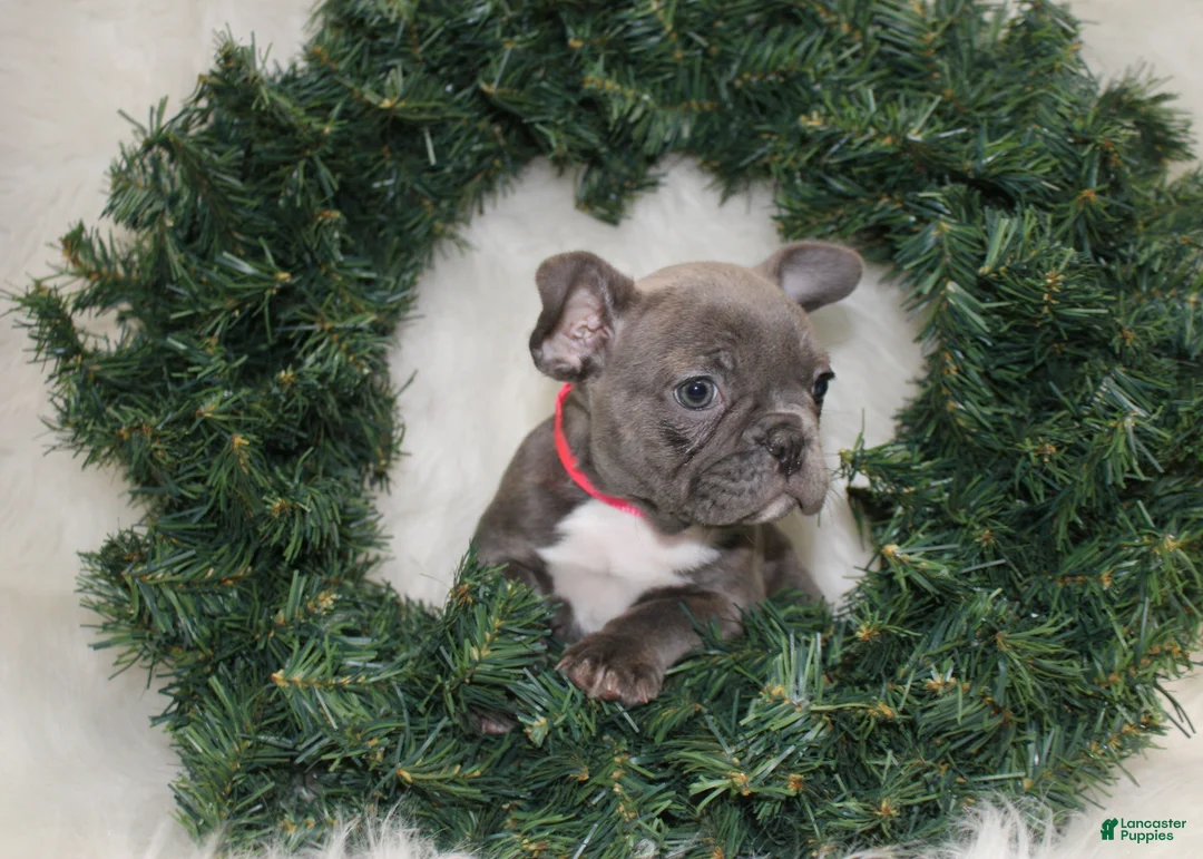 Mixed Breed dogs for sale: Sage - Ad 8