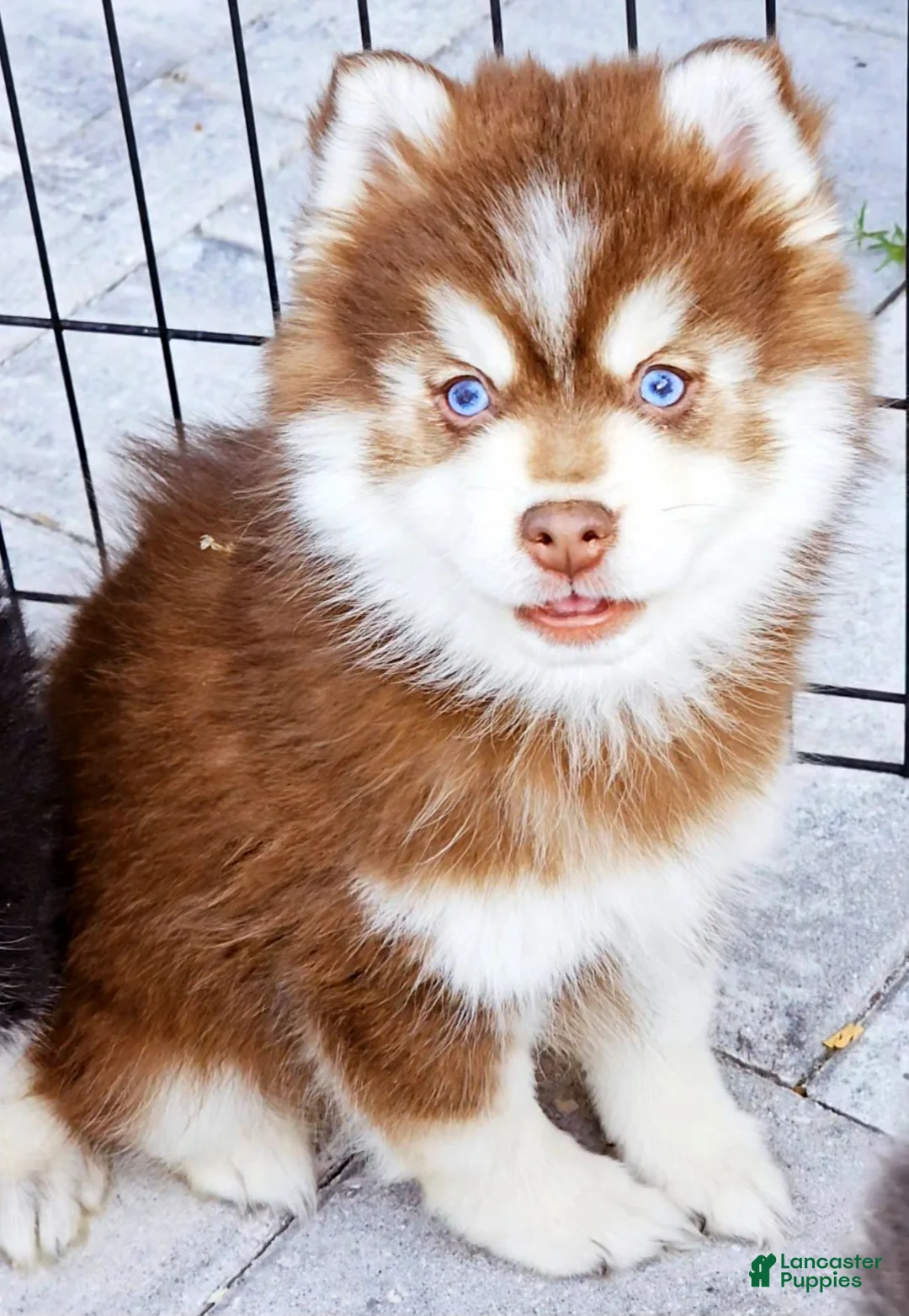 Pomsky dogs for sale: Blaze - Ad 2