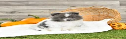Pomeranian dogs for sale: Noel - Ad 4