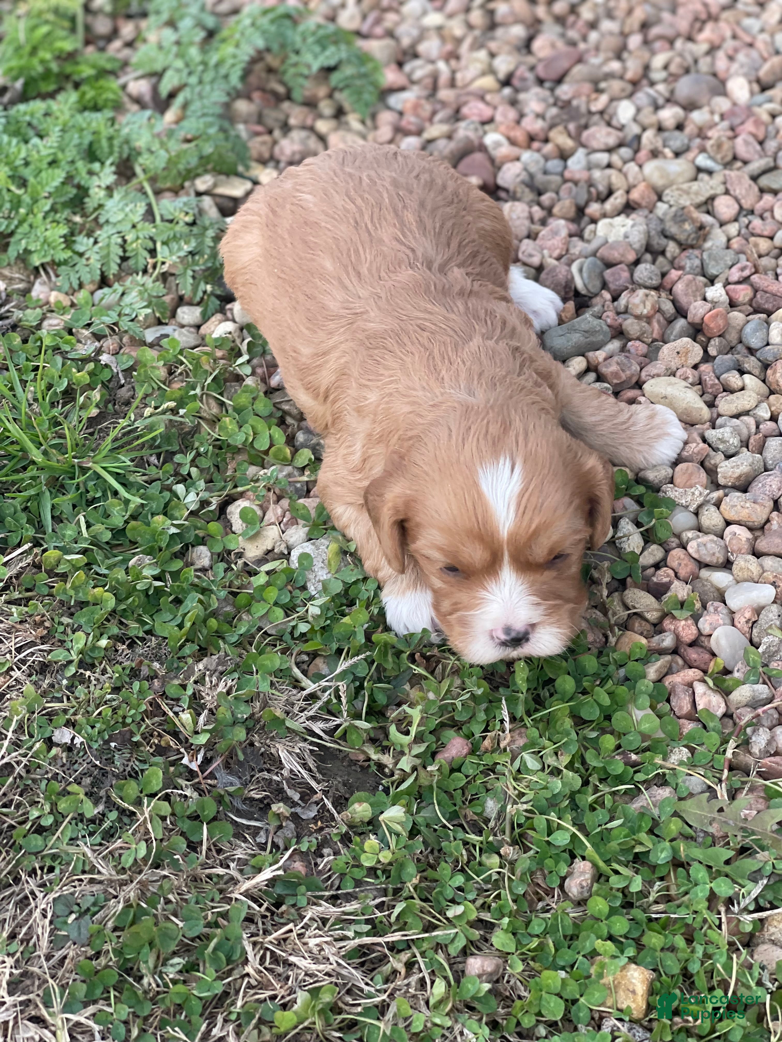 Cavapoo dogs Cavapoo Puppy 1 - Ad 26