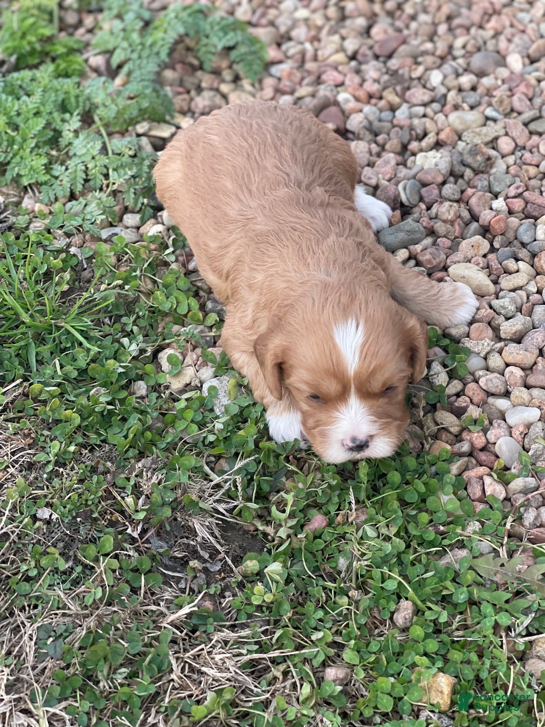 Cavapoo dogs for sale: Cavapoo Puppy 1 - Ad 1