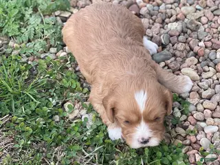 Cavapoo dogs Cavapoo Puppy 1 - Ad 5