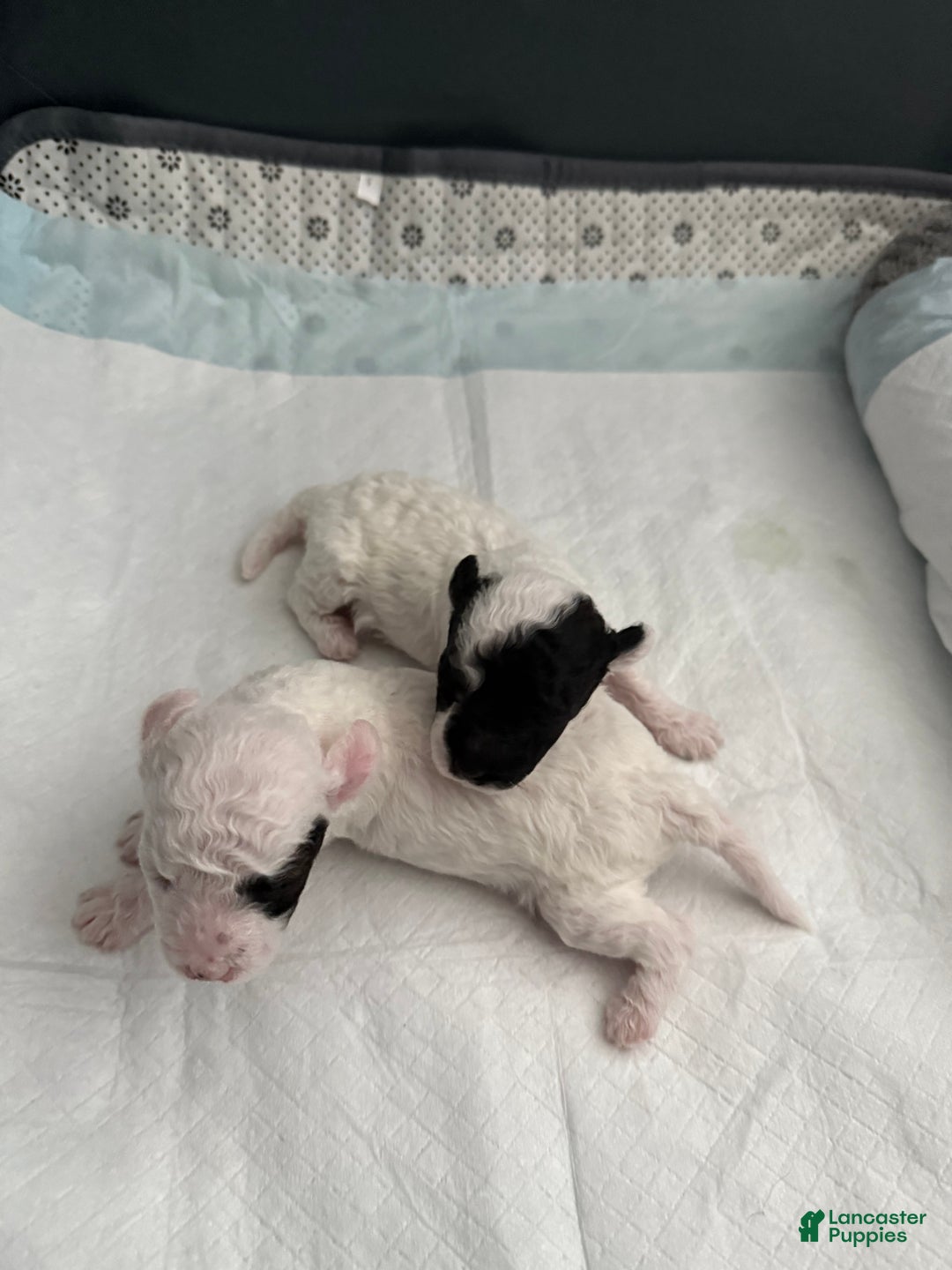 Mini Bernedoodle dogs for sale: Moet - Ad 7