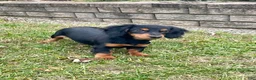 Miniature Dachshund dogs for sale: Miniature Dachshund Puppy 2 - Ad 6