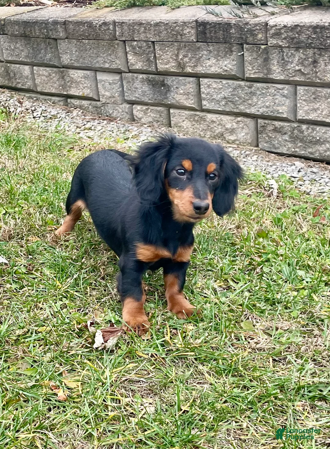 Miniature Dachshund dogs for sale: Miniature Dachshund Puppy 2 - Ad 6