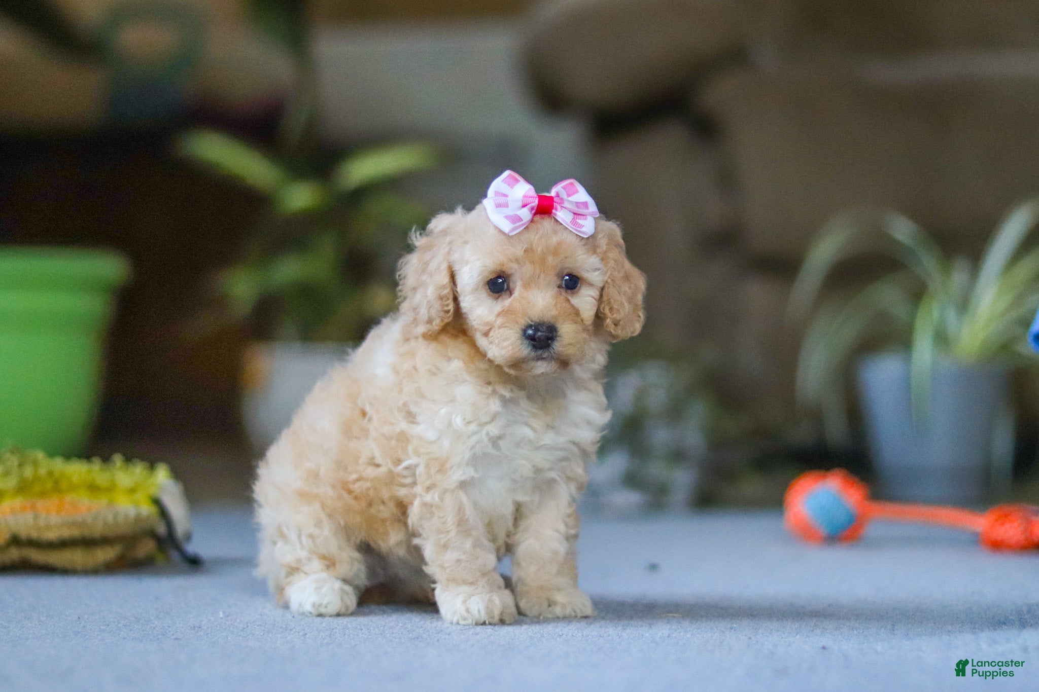 Miniature Poodle dogs for sale: Fiona - Ad 2