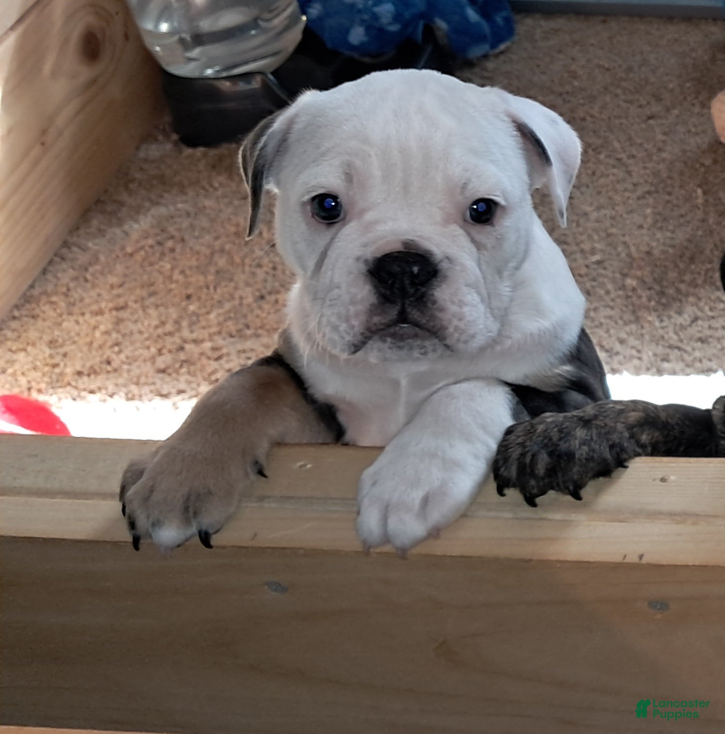 English Bulldog dogs Liberty - Ad 2
