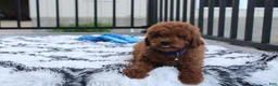 Miniature Poodle dogs for sale: Simba  - Ad 6