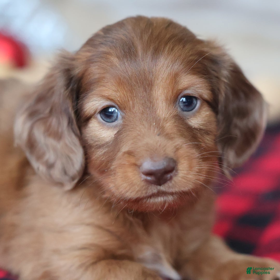 Miniature Dachshund dogs for sale: Silver  - Ad 1