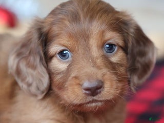 Miniature Dachshund dogs Silver - Ad 22