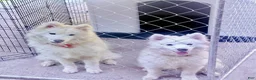 Samoyed dogs for sale:  1 - Ad 2