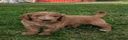 Goldendoodle dogs for sale: Rusty  - Ad 2