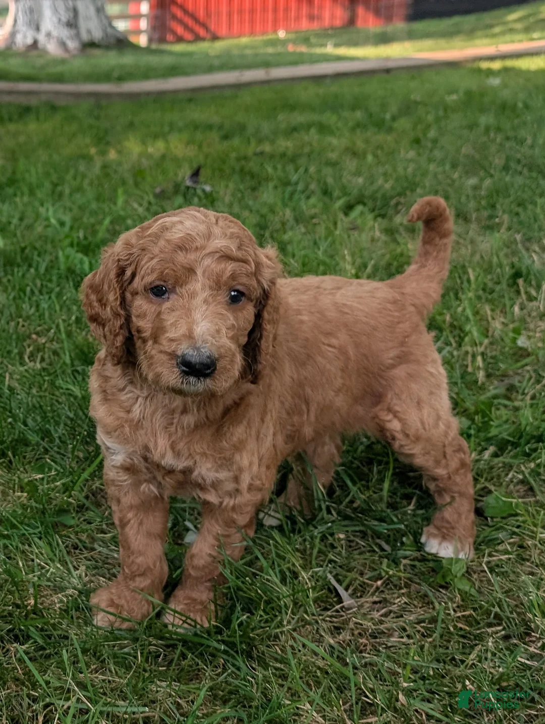Goldendoodle dogs for sale: Rusty  - Ad 2
