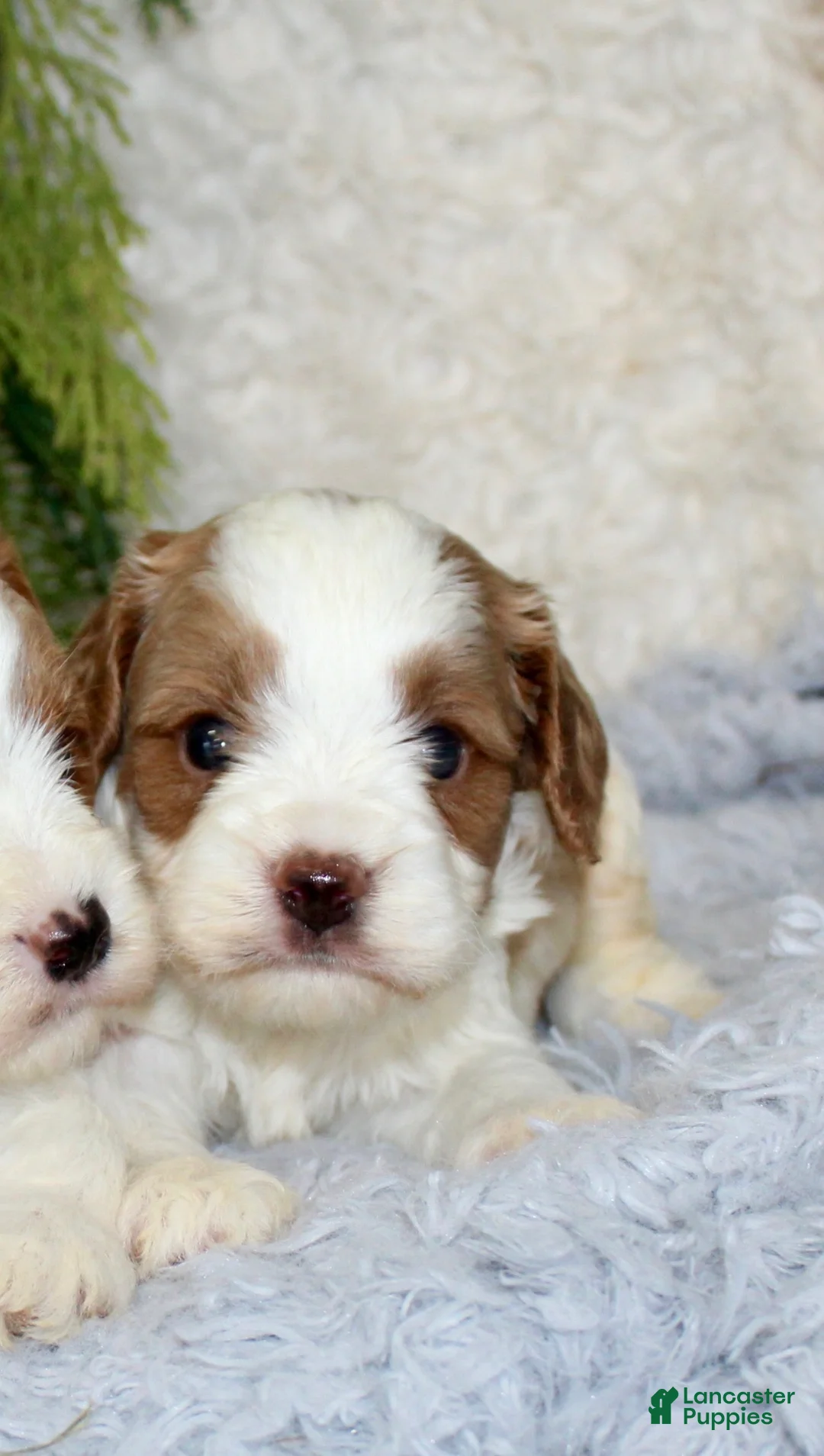 Cavapoo dogs for sale: Cavapoo 1 - Ad 1
