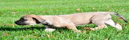 English Mastiff dogs for sale: Luna - Ad 8