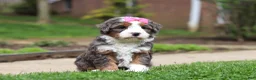 Mini Bernedoodle dogs for sale: Makenzie - Ad 5