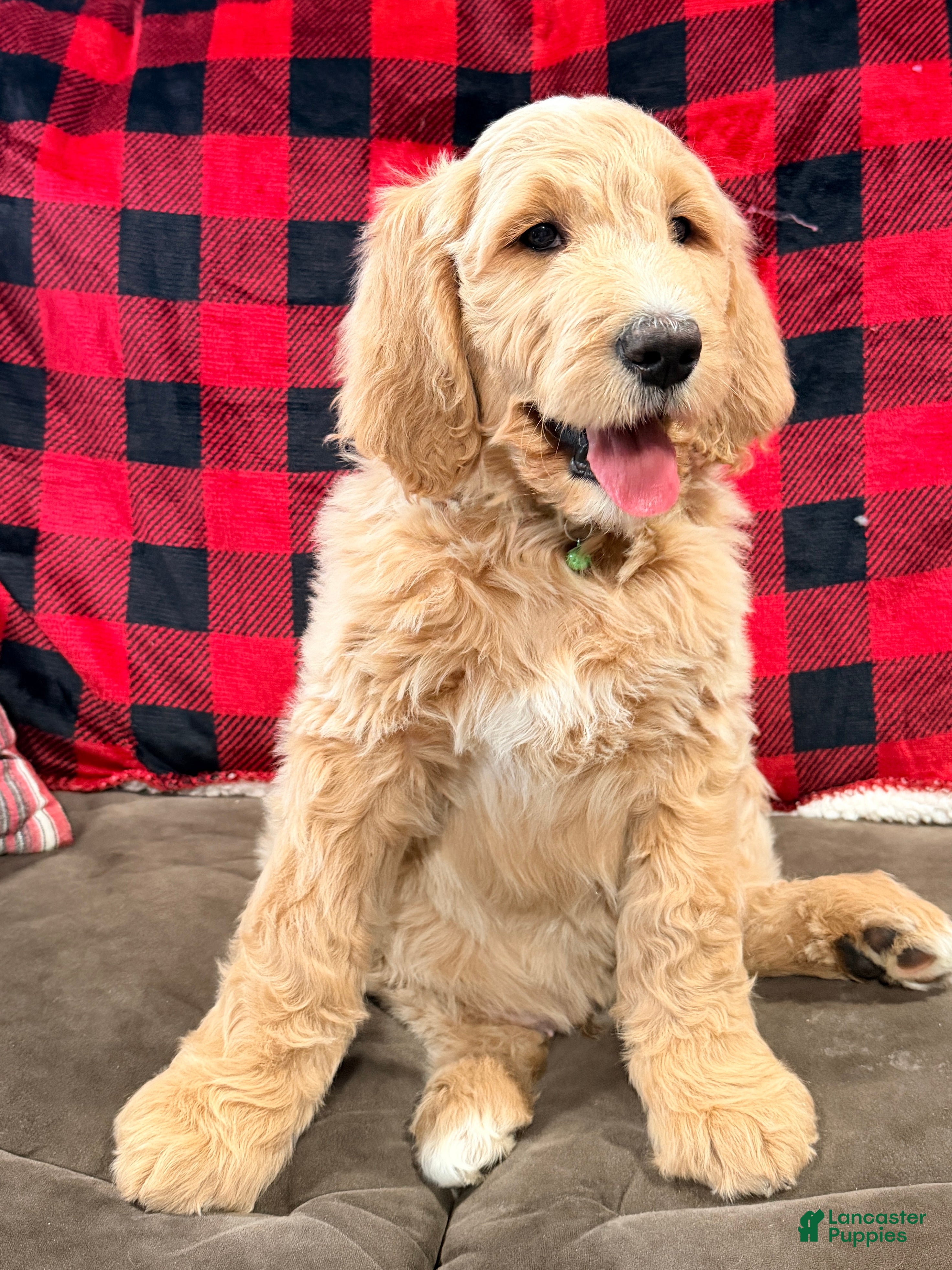 Goldendoodle dogs Jack - Ad 12