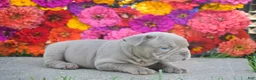 French Bulldog dogs for sale: Caroline - Ad 5