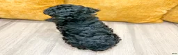 Cockapoo dogs for sale: Bailey - Ad 6