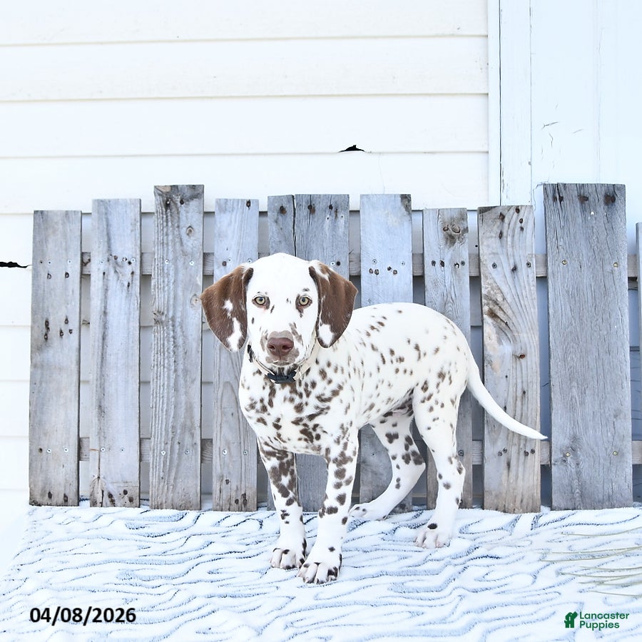 Dalmatian dogs Chief - Ad 1