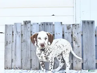 Dalmatian dogs for sale: Chief - Ad 3