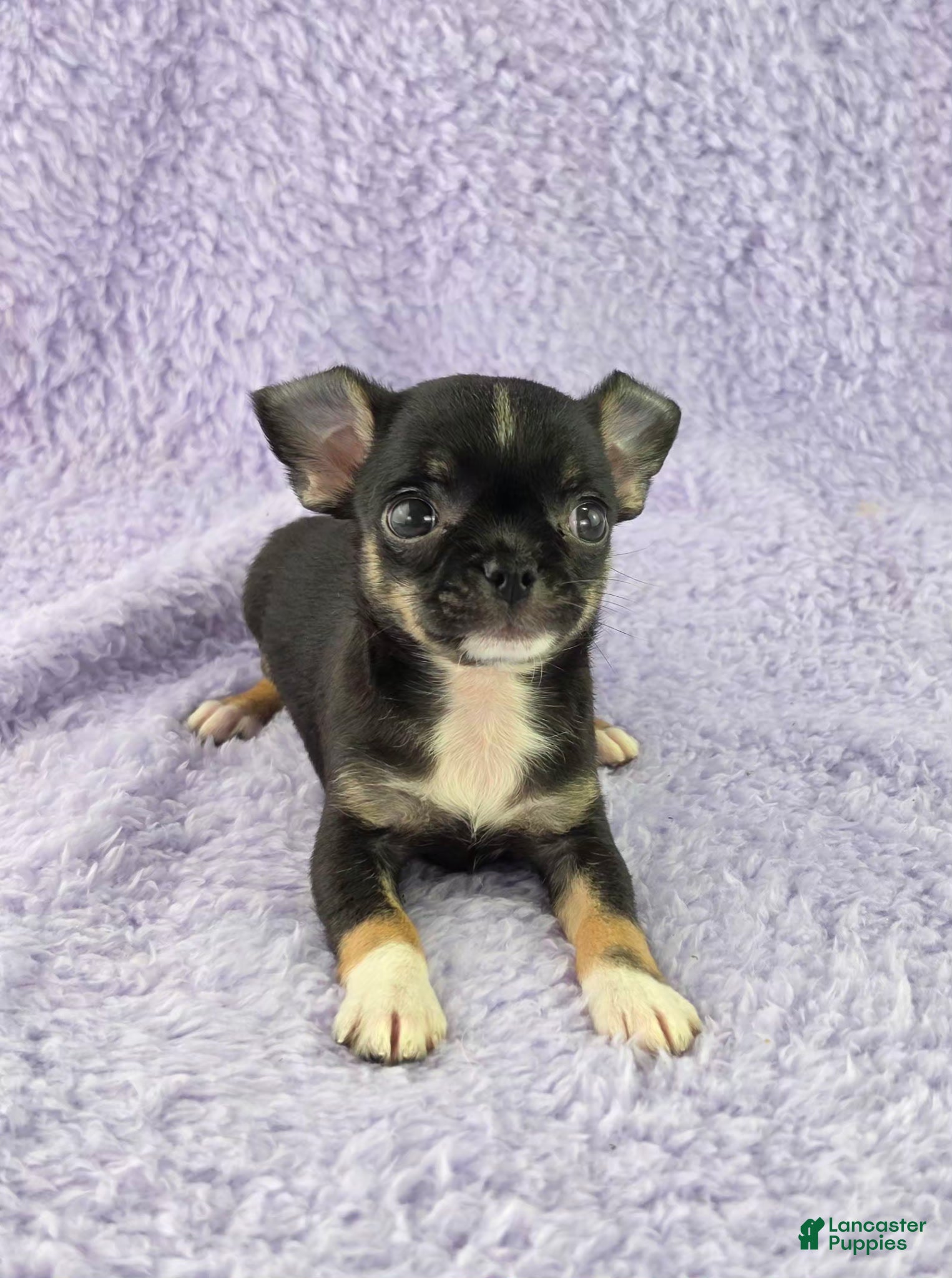 Chihuahua dogs AKC Charlotte - Ad 1
