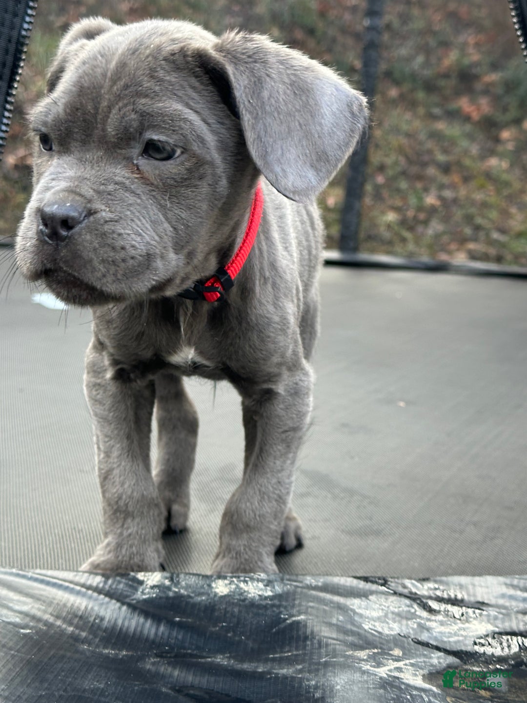 Cane Corso dogs for sale: Ash - Ad 11
