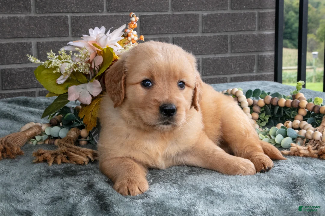 Golden Retriever dogs for sale: Emerald - Ad 2