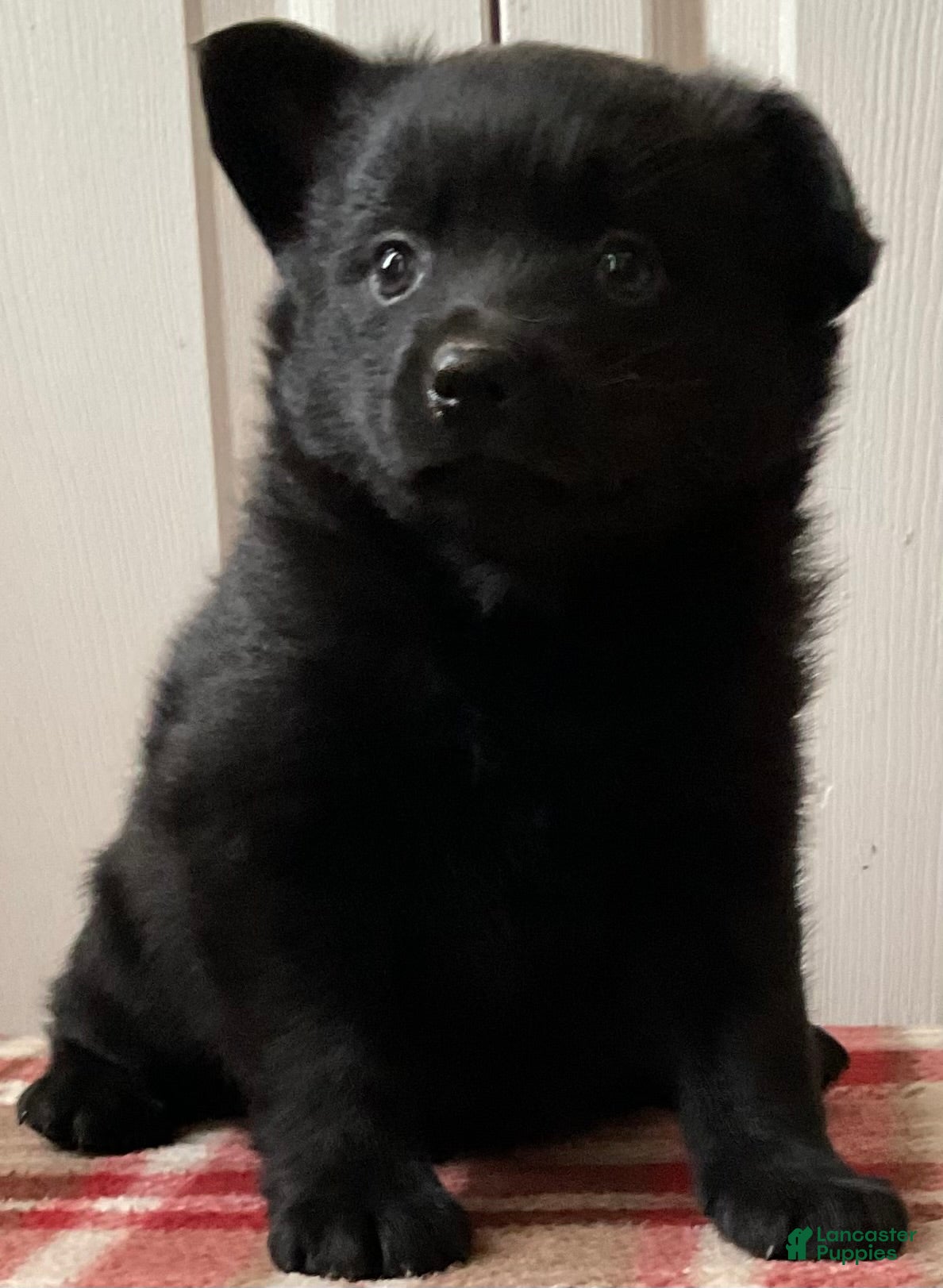 Mixed Breed dogs Rosy - Ad 2