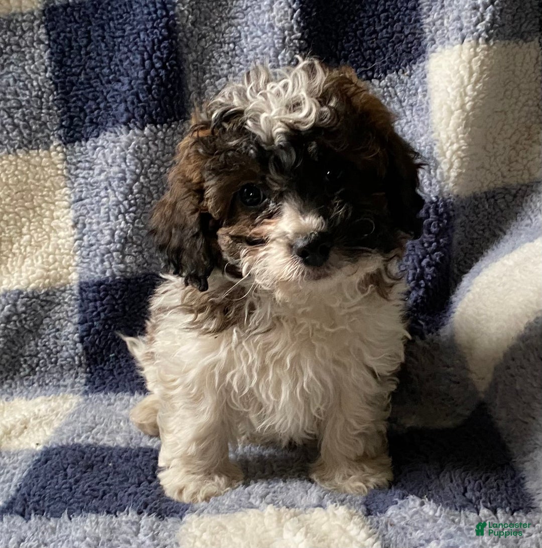 Cavapoo dogs for sale: Hank - Ad 8