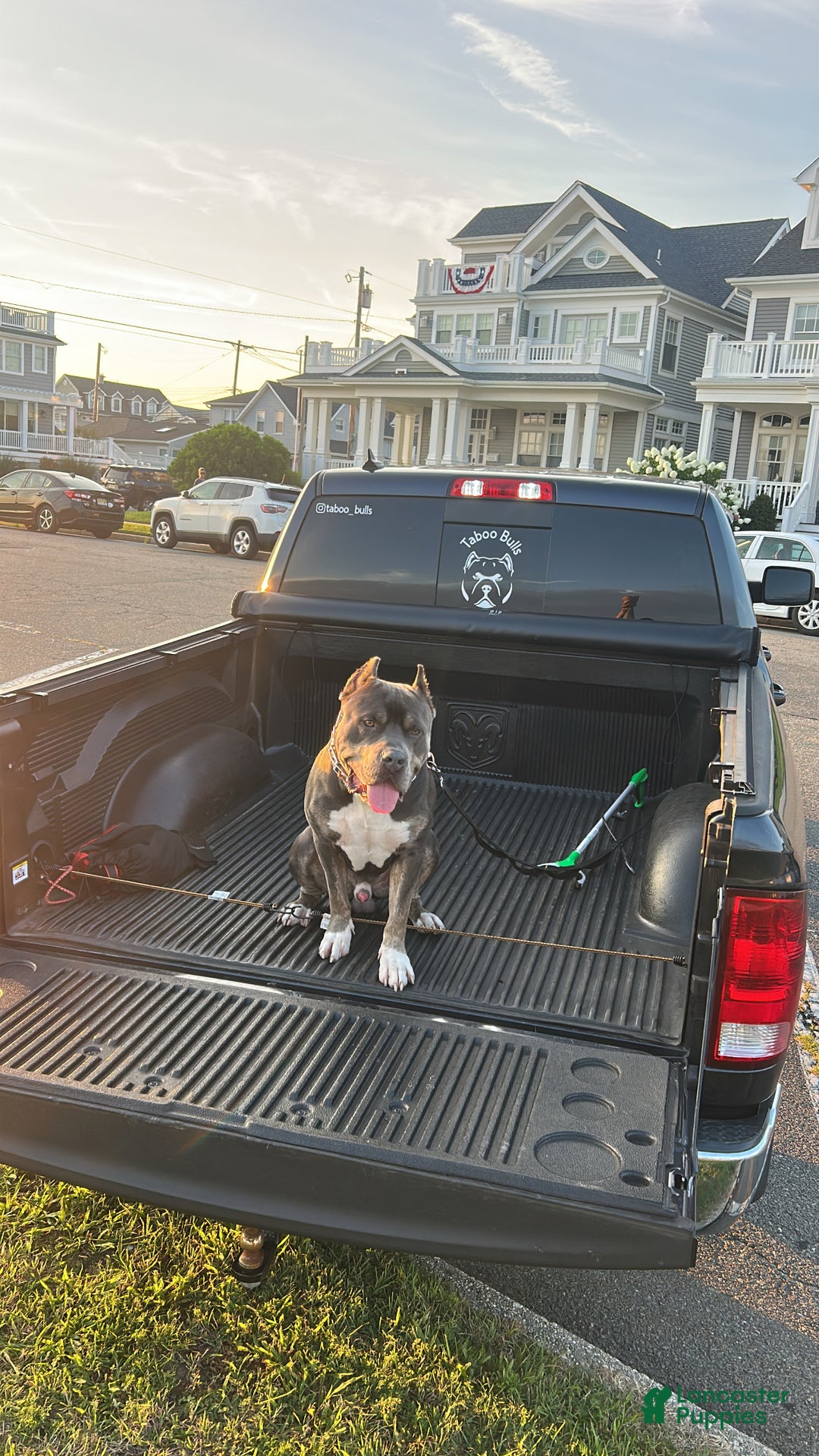 American Bully dogs for stud: KFK Ace  - Ad 6