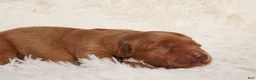 Golden Retriever dogs for sale: Daisy -AKC, Genetically Clear - Ad 40
