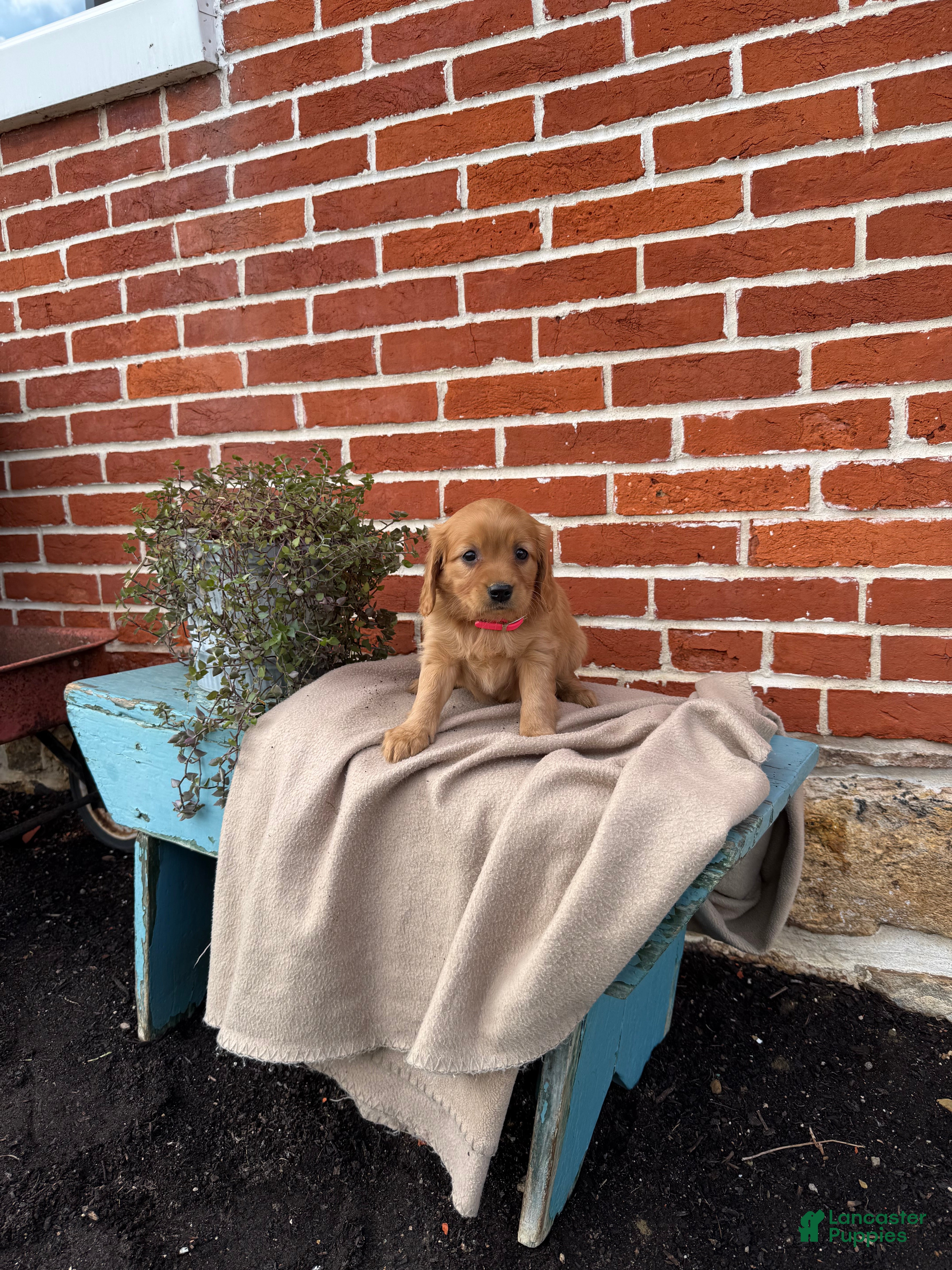 Miniature Golden Retriever dogs Miniature Golden Retriever Puppy 1 - Ad 1