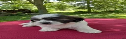 Teddy Bear dogs for sale: Rover - Ad 3