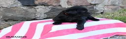 Goldador dogs for sale: Cherokee - Ad 2