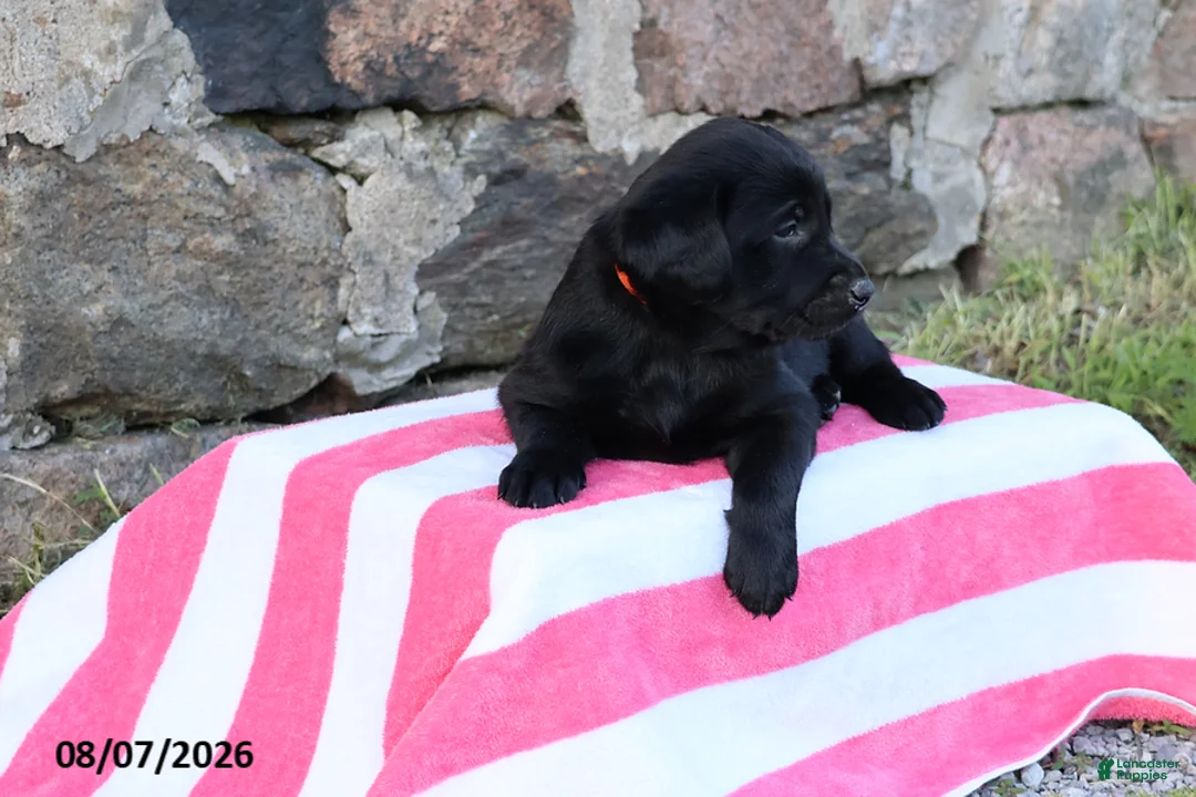 Goldador dogs for sale: Cherokee - Ad 2