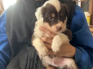 Australian Shepherd dogs Ned Kelly - Ad 27