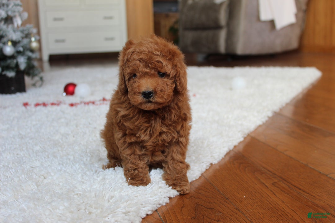 Toy Poodle dogs for sale: Connor - Ad 18