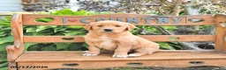 Golden Retriever dogs for sale: Bailey - Ad 1