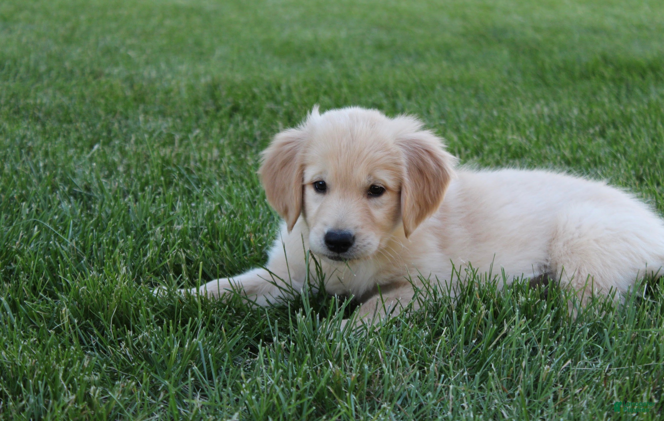 Golden Retriever dogs for sale: Sammy Golden Retriever Puppy  - Ad 4