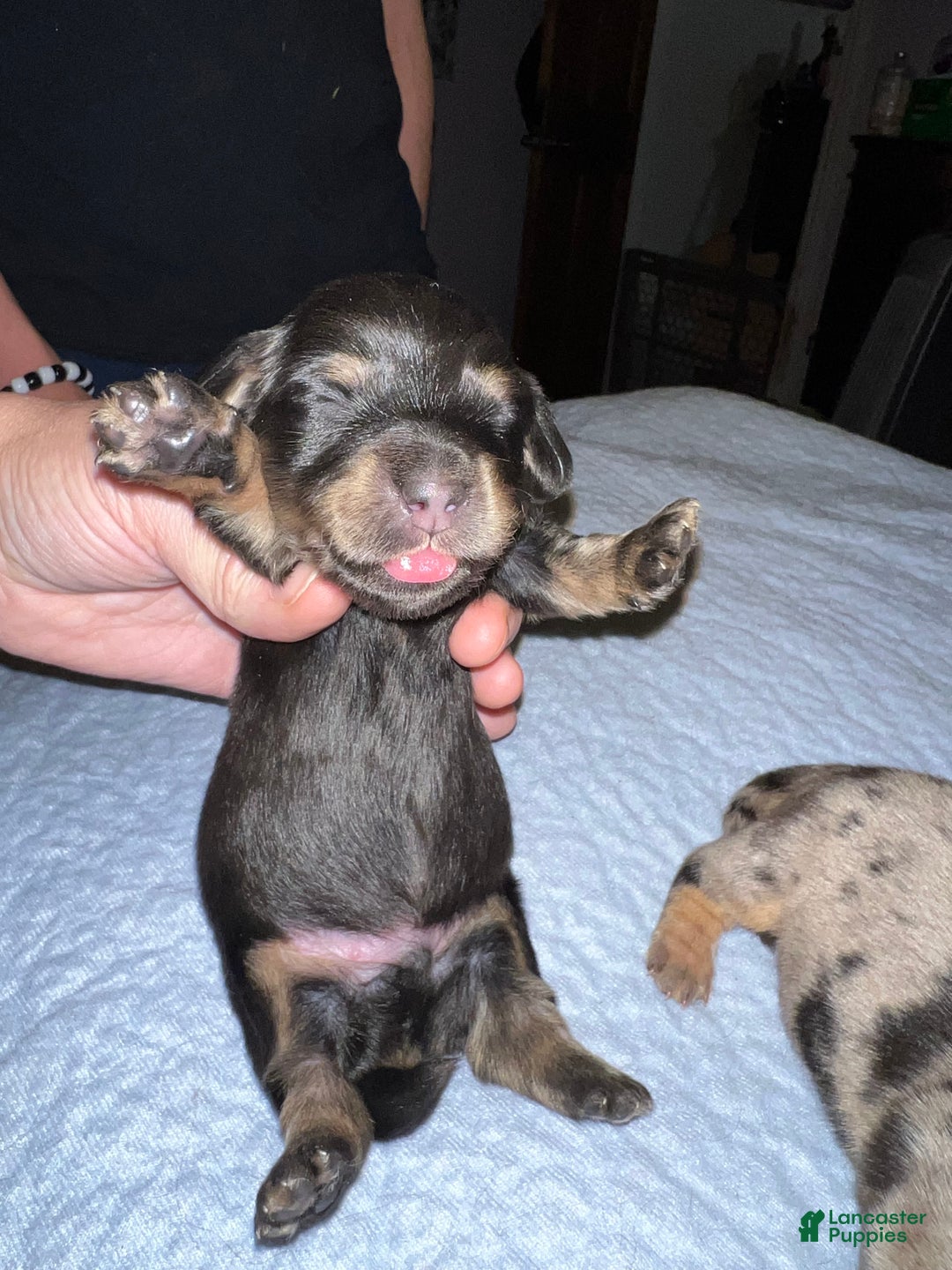 Miniature Dachshund dogs for sale: Black and tan lh ch import - Ad 2
