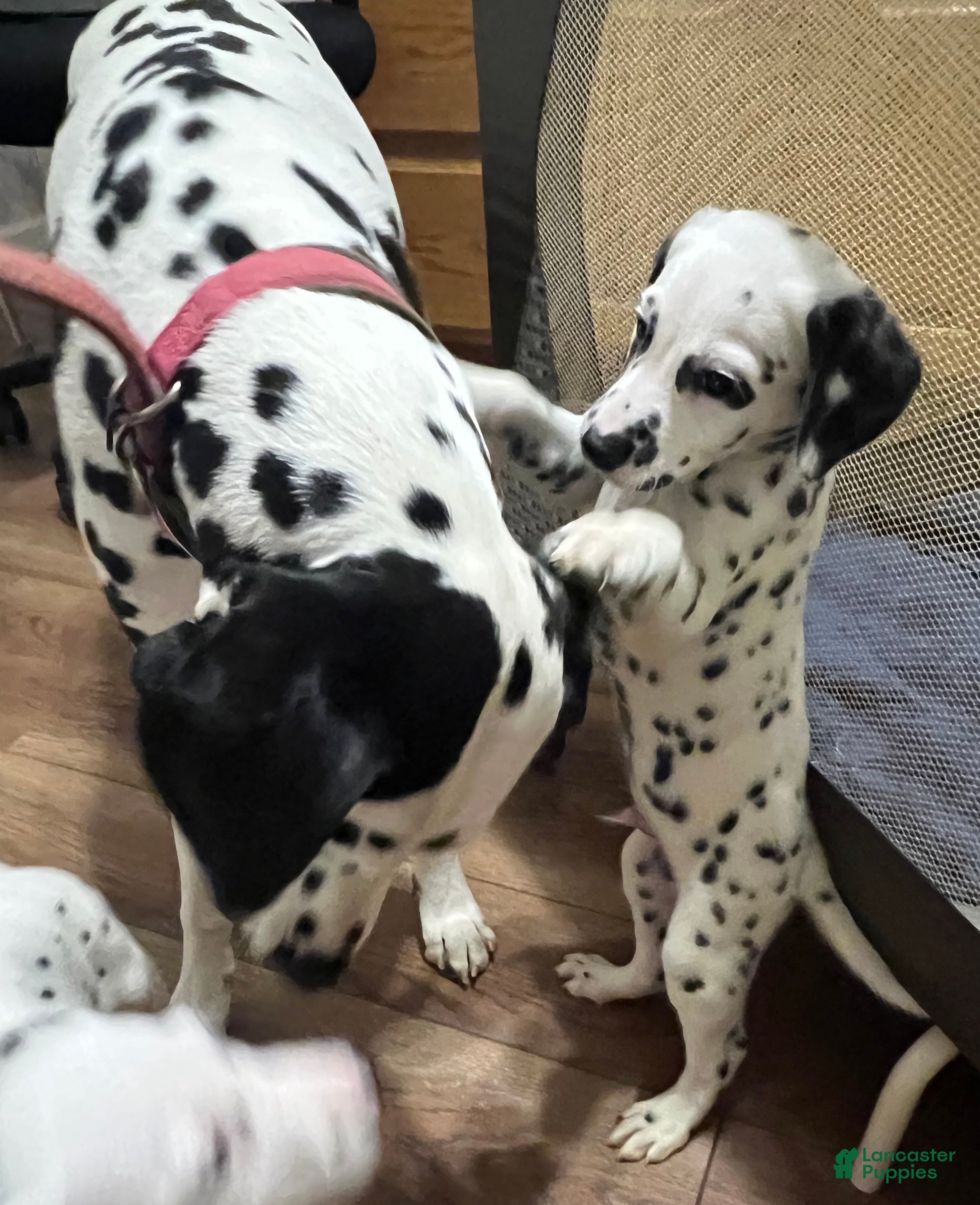 Spots Dalmatian Puppies for sale Lancaster Puppies